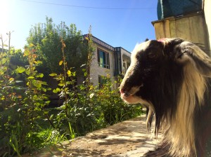 Salaam from Nacho-jan!